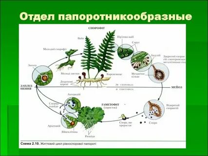Таблица жизненный цикл высших споровых растений