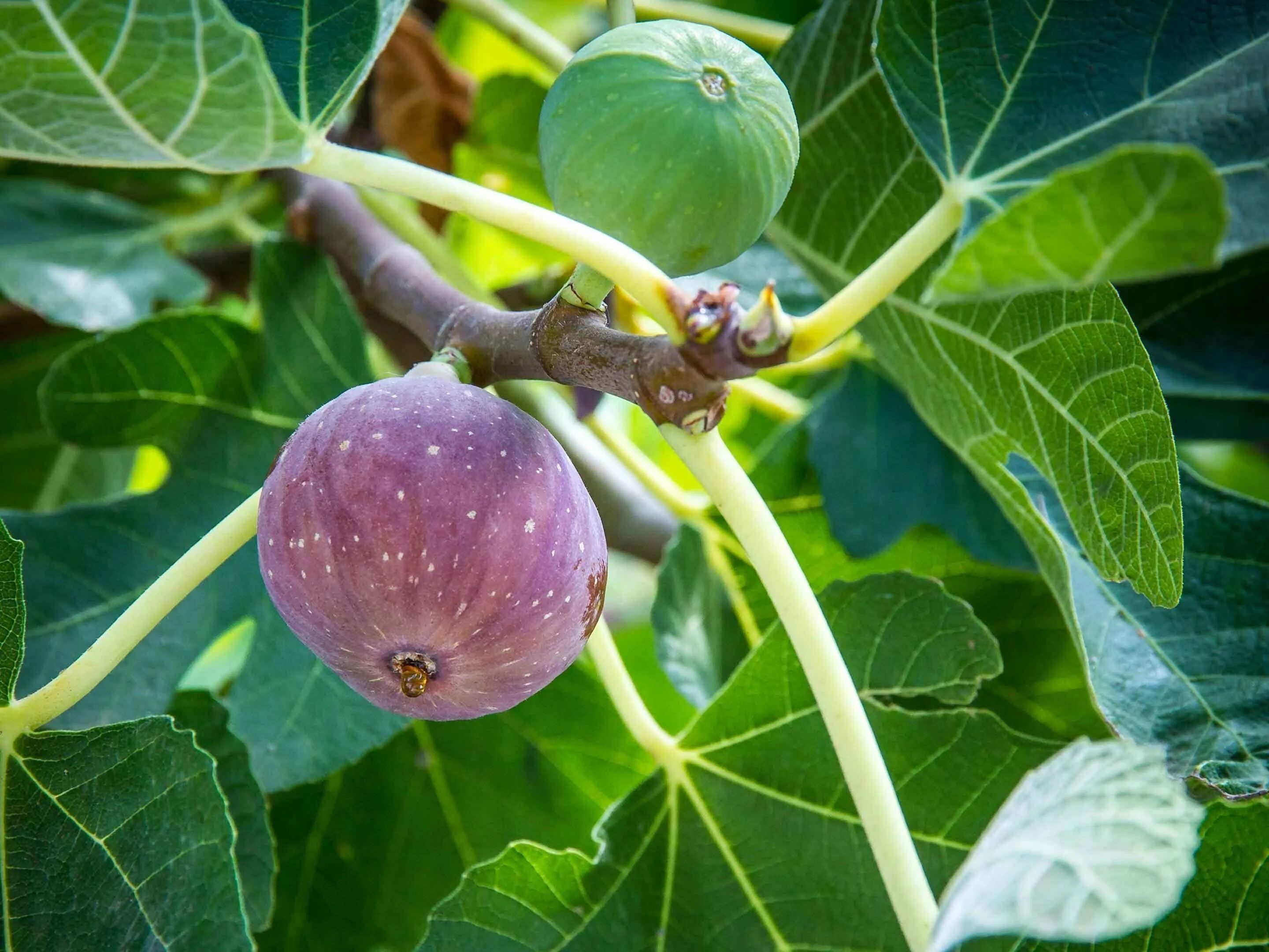 Инжирное дерево. Инжир фиговое дерево. Инжир обыкновенный Ficus carica l.. Инжир на Кавказе. Плоды чудо дерево сканворд 5