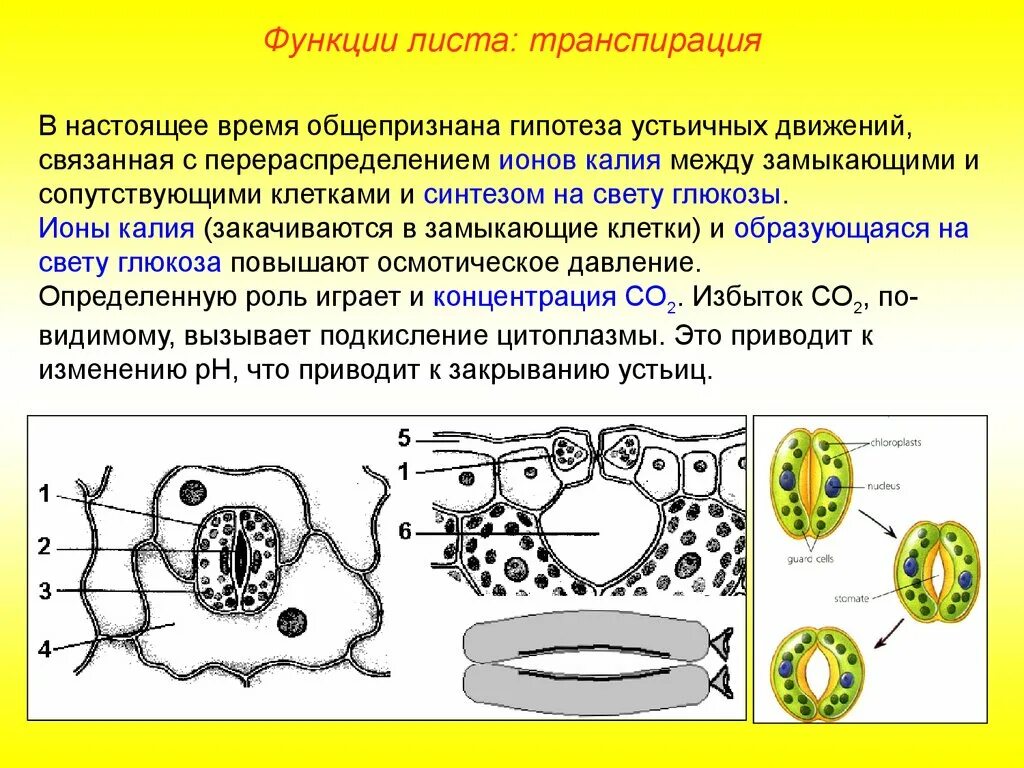 Функция листа транспирация