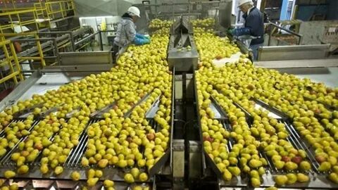 Vegetable processing