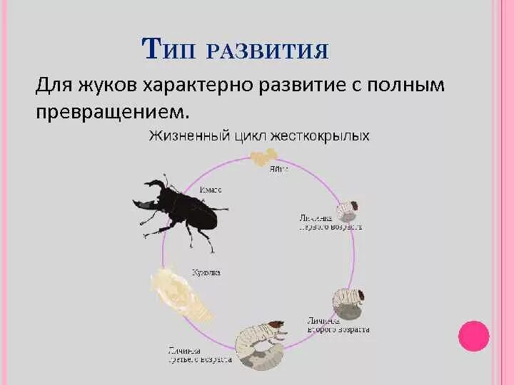 Для жука характерно развитие. Жизненный цикл жесткокрылых Жуков. Цикл развития жесткокрылых. Тип развития жесткокрылых Жуков. Майский Жук цикл жизненный цикл.