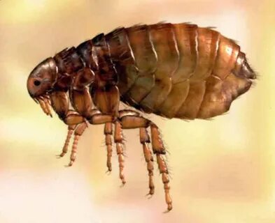 Сығандар порносын қараңыз