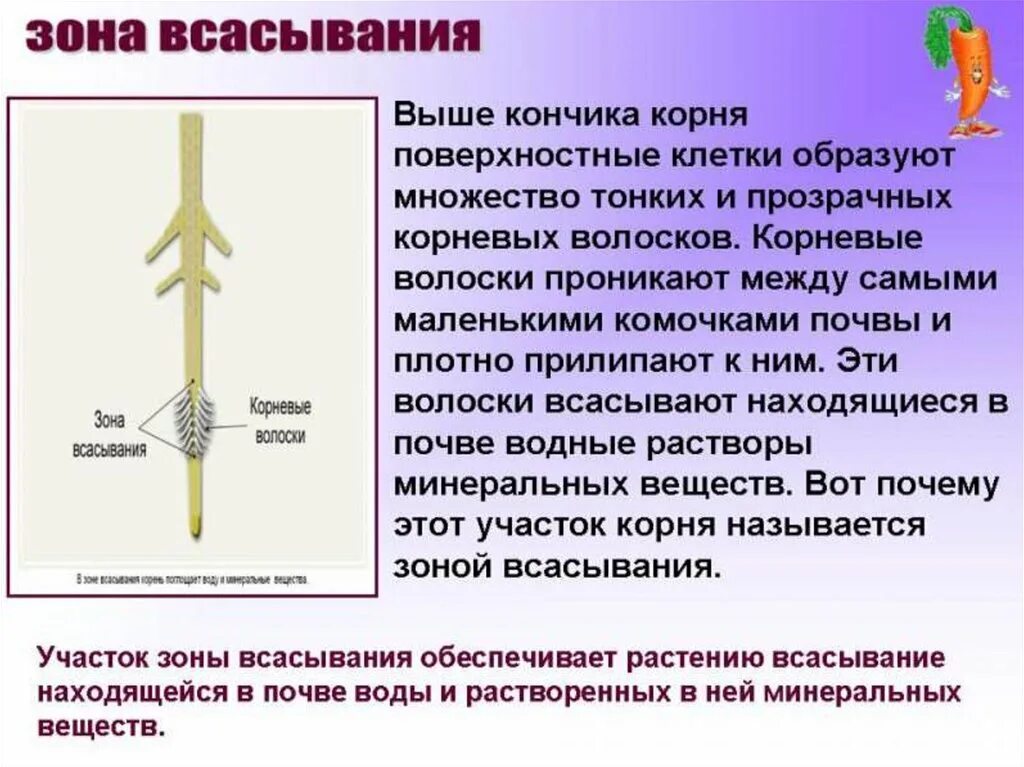 Корневой участок. Зона всасывания. Зоны участки корня. Функции зоны высасывани я. Лабораторная работа строение корня.