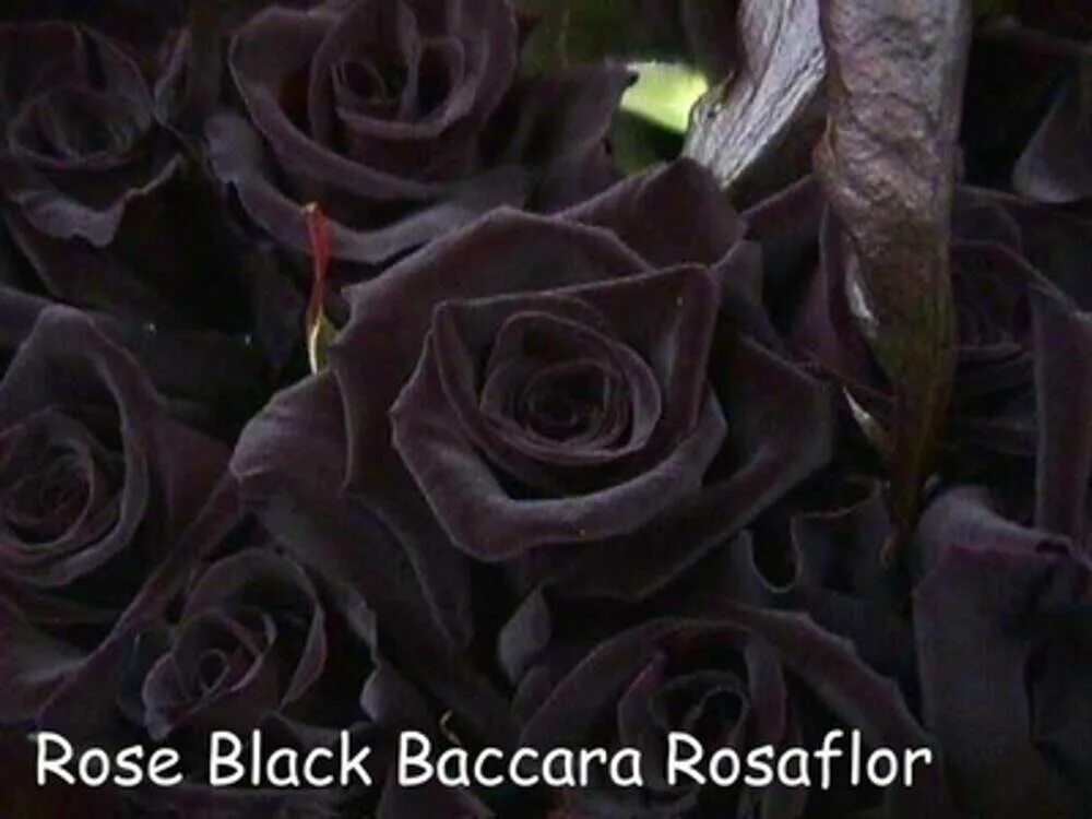 Блэк баккара. Черные розы Халфети.