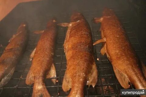 Какую рыбу можно коптить горячим