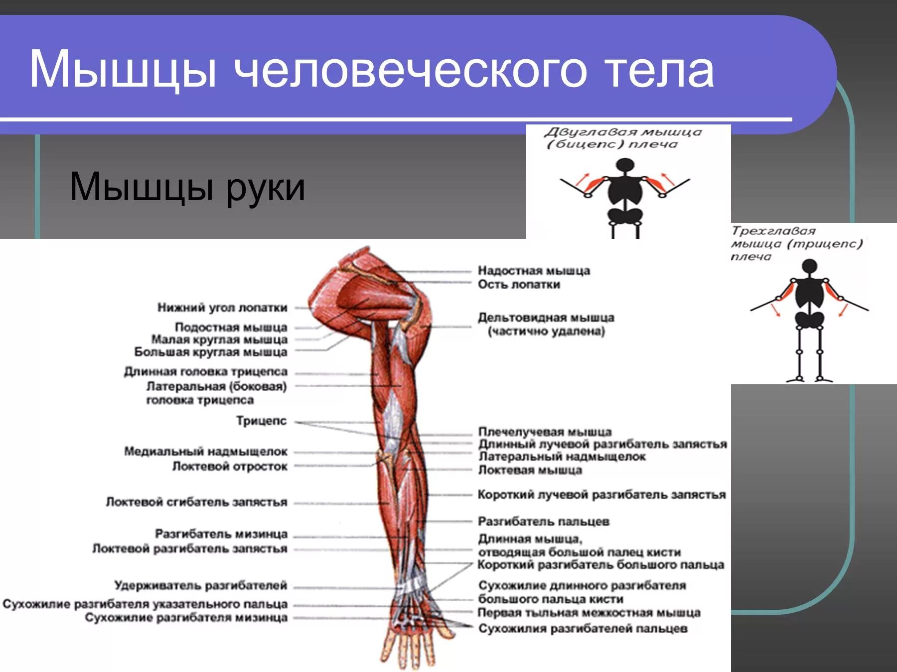 Работа и функции мышц. Мышцы. Мышцы человеческого тела. Мышцы руки человека. Мышцы презентация.