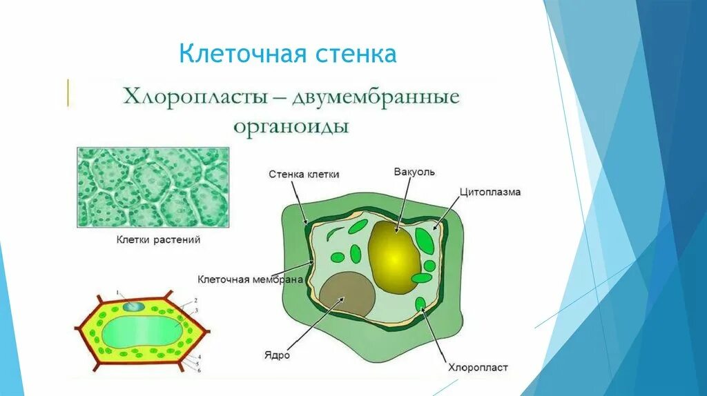 Цитоплазма вакуоль хлоропласт мембрана клеточная стенка ядро. Строение хлоропласта растительной клетки. Структура растительной клетки хлоропласт. Хлоропласты в растительной клетке. Стенка растительной клетки содержит