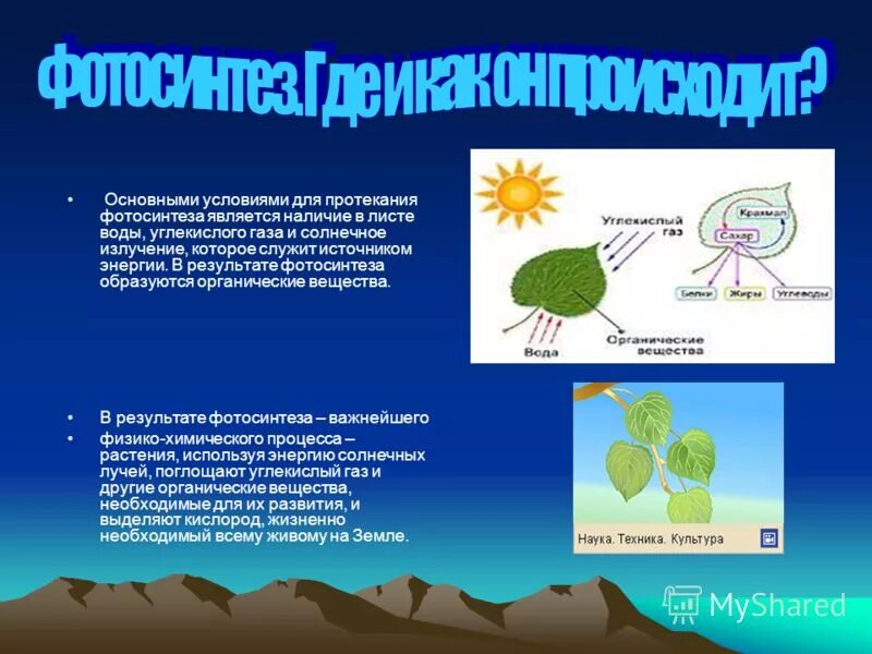 фотосинтез органические вещества. доклад на тему питание растений 6 класс по биологии. как происходит фотосинтез схема. схема фотосинтеза у растений. что такое фотосинтез листа в биологии.