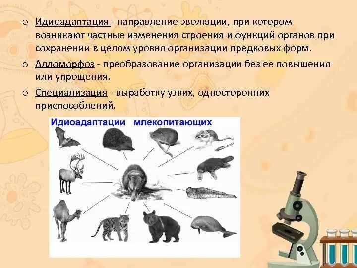 Приведите примеры идиоадаптаций у млекопитающих. Приведите примеры идиоадаптаций у млекопитающих
