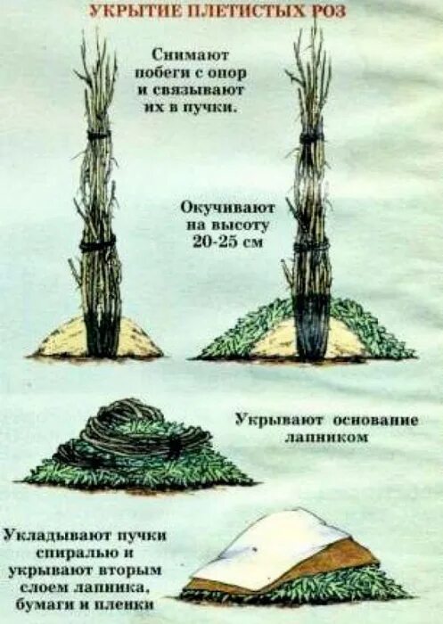 Когда можно снимать укрытие с роз. Укрытие штамбовых роз. Схема укрытия роз на зиму. Укрытие для роз. Воздушно-сухое укрытие для роз.