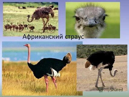 Страус среда обитания