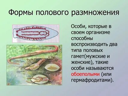 Особь размножаться