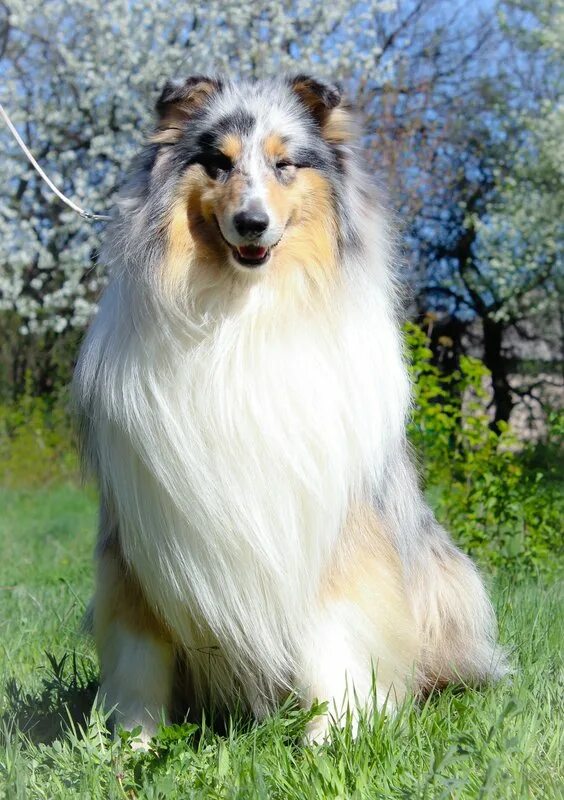 мрамор колли собака. колли мрамор. колли серая. колли мрамор. колли длинношерстный мраморный.