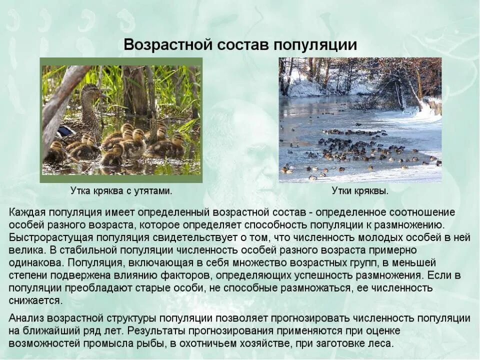 Популяция как единица эволюции 11 класс. Основная единица популяции. Популяция является элементарной единицей эволюции. Элементарная единица популяции. Основная единица популяции.