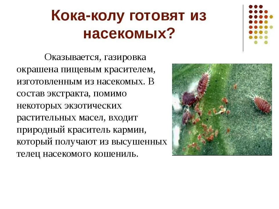 Насекомое кока кола. Кока кола из насекомых. Из чего делают кока колу. Насекомое кока кола. Жуки кошениль в кока коле.