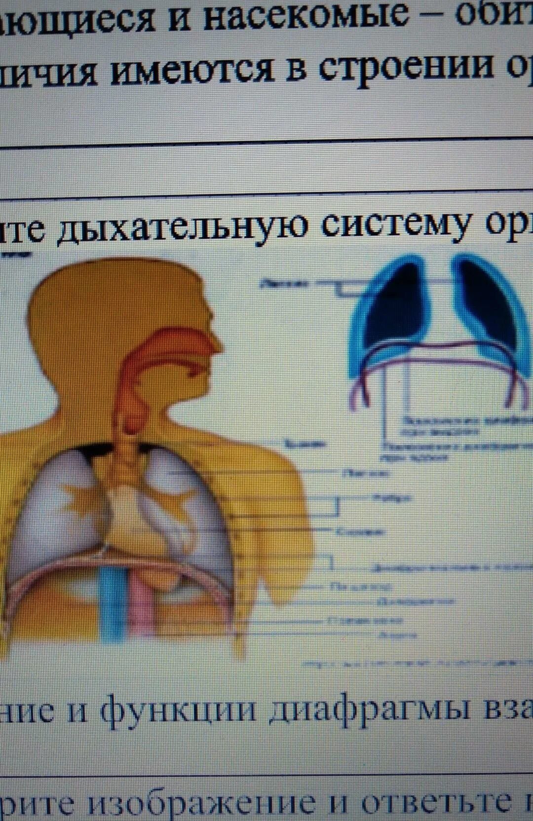 Выполняет функцию диафрагмы. Функции диафрагмы. Диафрагма строение и функции. Функции диафрагмы человека. Функции диафрагмы в дыхательной системе.