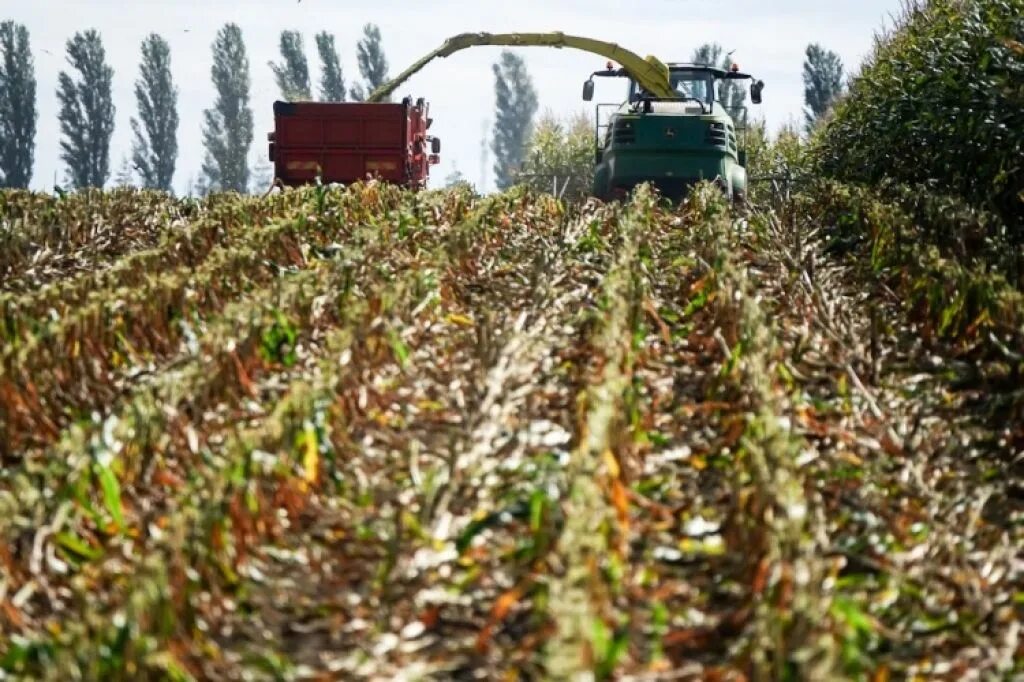 Уборка кукурузы на силос. Технология уборки кукурузы на силос. Силосная кукуруза. Кукуруза на силос уборка урожая.