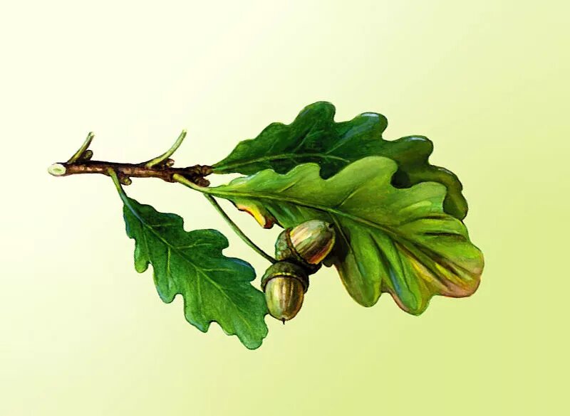 Ветка дуба с желудями. Листва дуба. Ветка дуба. Дубовая ветка. Дубовая веточка.