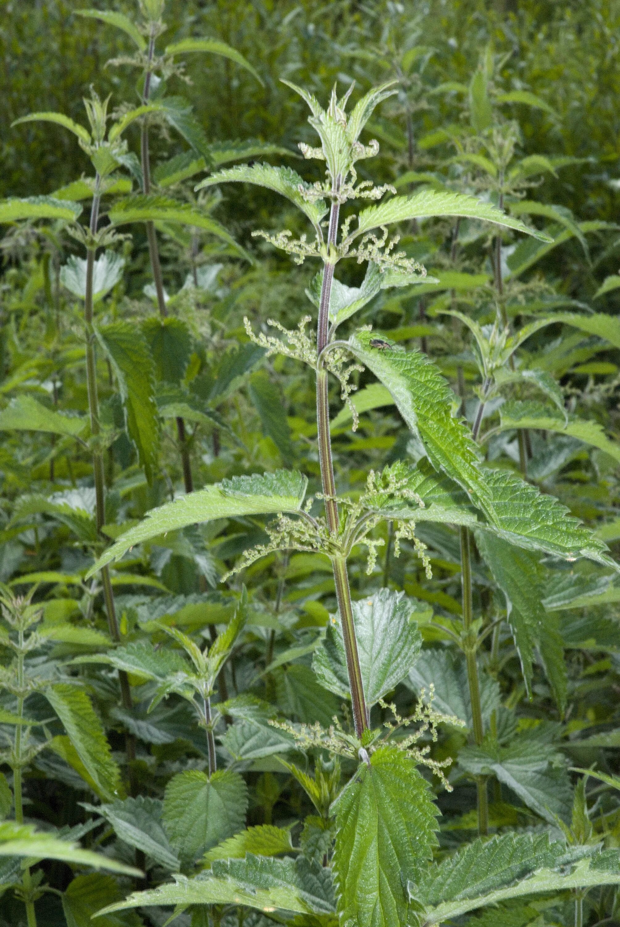 Крапива (Urtica dioica). Крапива двудомная (Urtíca dióica). Крапива двудомная (Urtica dioica). Крапива двудомная (Urtica dioica l.). 4 крапива двудомная