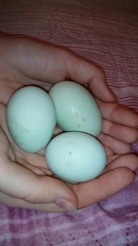Доминант несущий зеленое яйцо. Доминант золотой GS 902 инкубационное яйцо. Доминант gs459 цвет яйца. Инкубационное яйцо Доминант 902. Легбар яйцо.