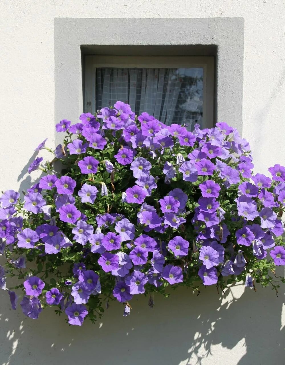 Петуния alpetunia blue. Бегония в балконных ящиках. Петуния салмон. Серебристый дождь цветок. Вербена гибридная.