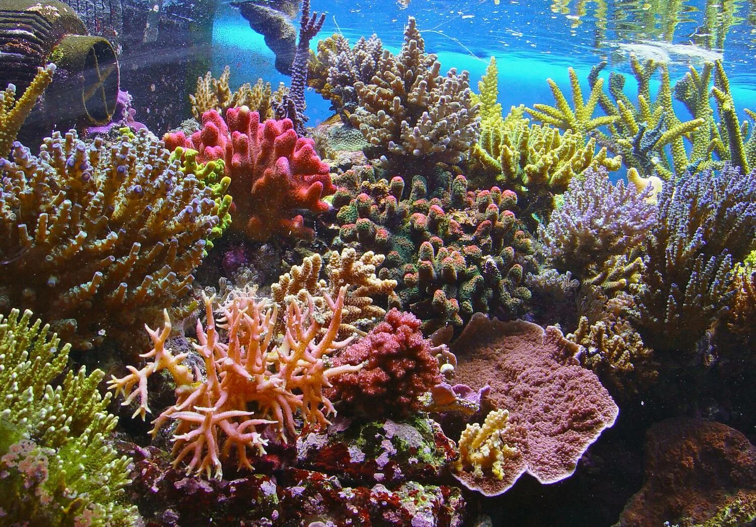 Острова большого рифа. Большой Барьерный риф кораллы. Большой Барьерный риф Австралия. Коралловый риф в Австралии. Коралловый Барьерный риф в Австралии.
