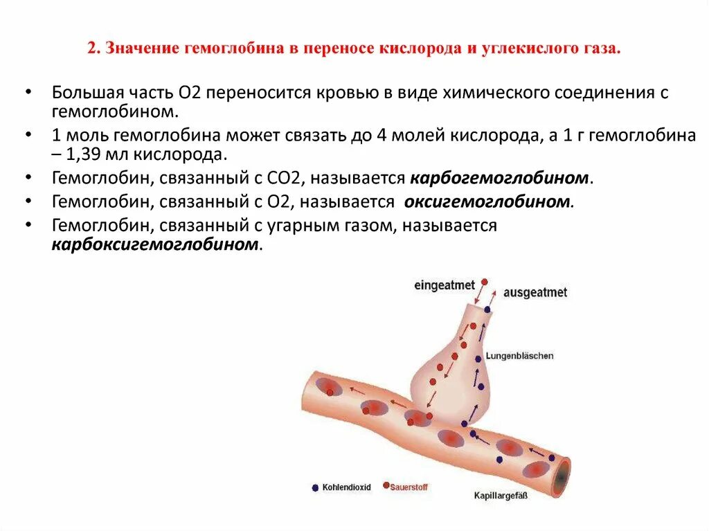 Значение гемоглобина. Перенос гемоглобином кислорода и углекислого газа. Значение гемоглобина в в переносе кислорода и углекислого. Перенос газов гемоглобином. 3 перенос газов кровью