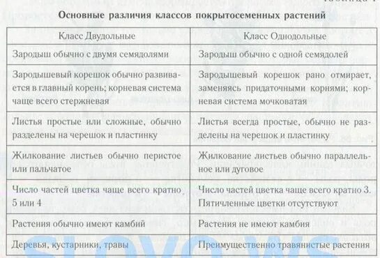 Различие классов однодольные и двудольные. Сравнение однодольных и двудольных растений таблица 6 класс биология. Сравнение однодольных и двудольных растений таблица 6 класс. Однодольные и двудольные таблица сравнения. Классы однодольных и двудольных растений таблица.