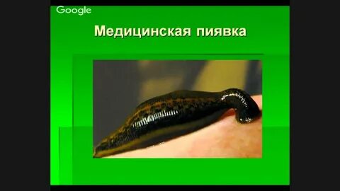Половая система пиявок