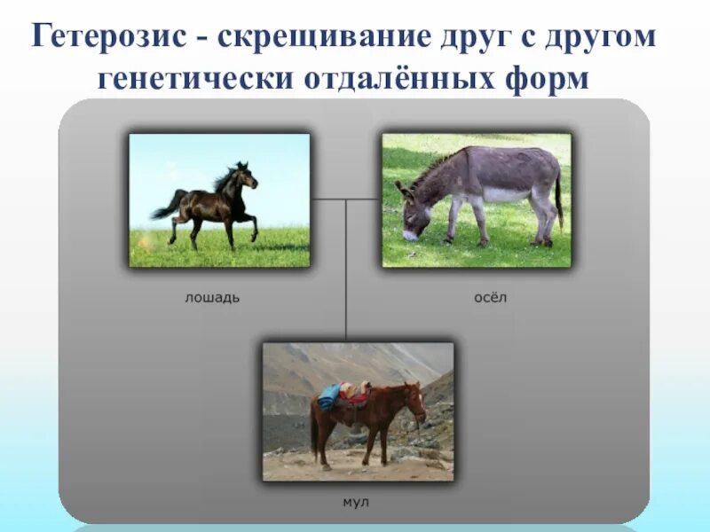 Скрещивания разных