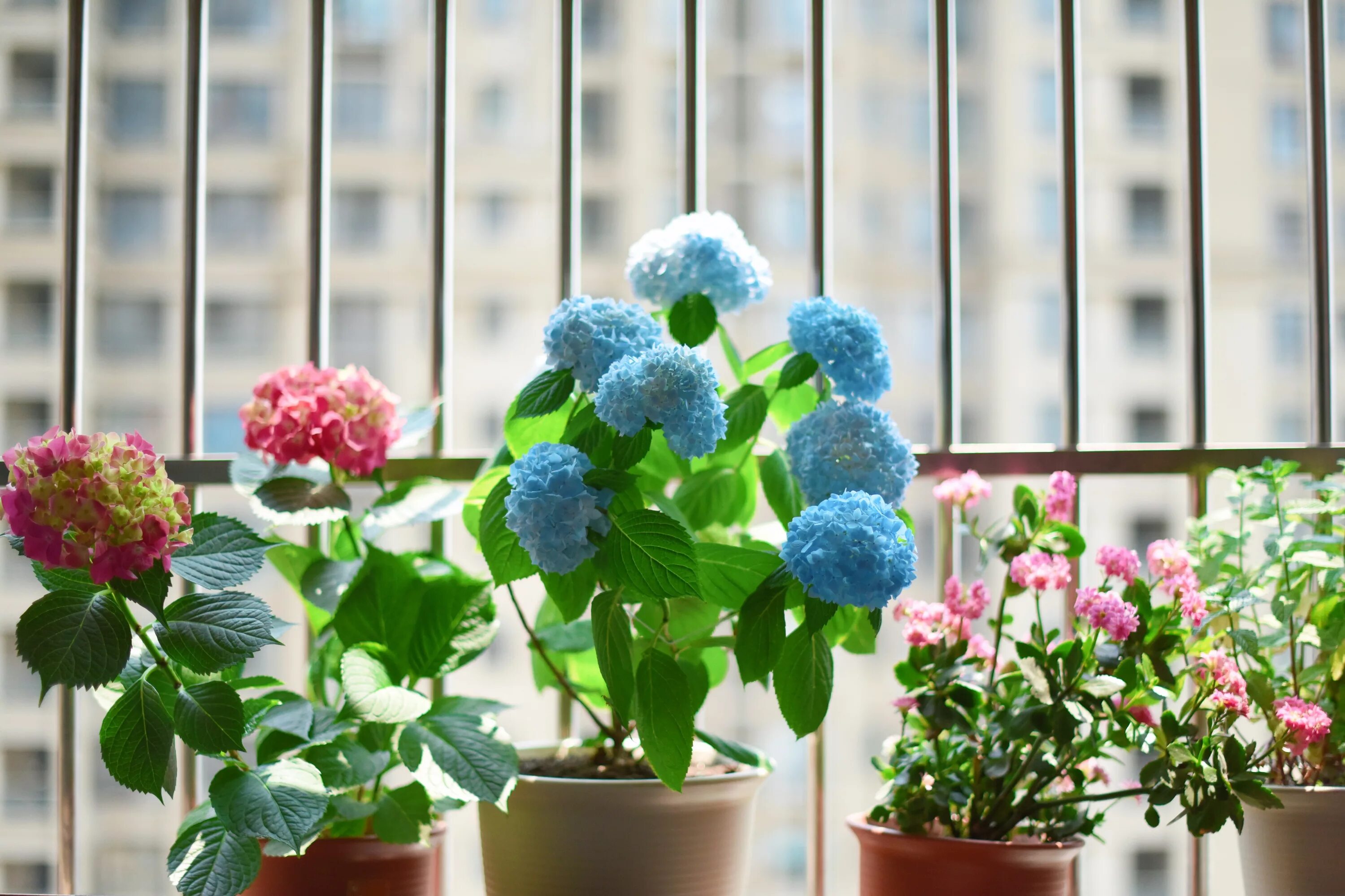 Красивое растение в горшке. Красивые комнатные растения. Красивые цветы в горшках. Цветы на окне.