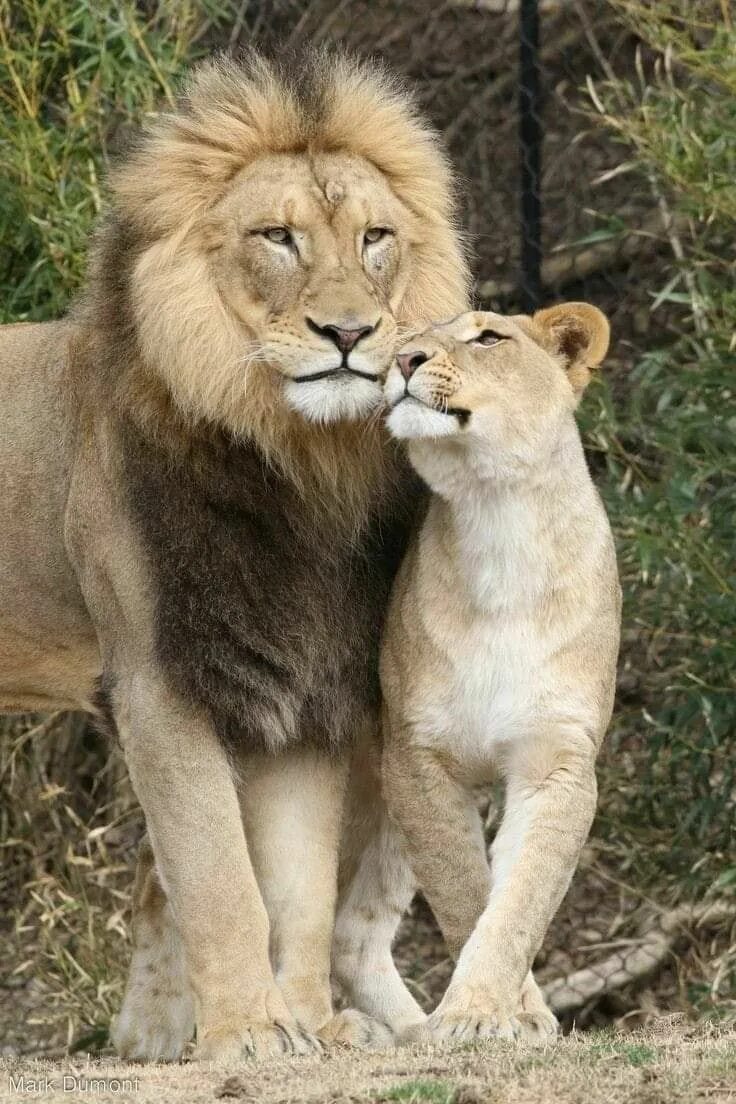 Цмок Фотография, Лев, Кот Fotos de animales salvajes, Fotos de animales, Leones 