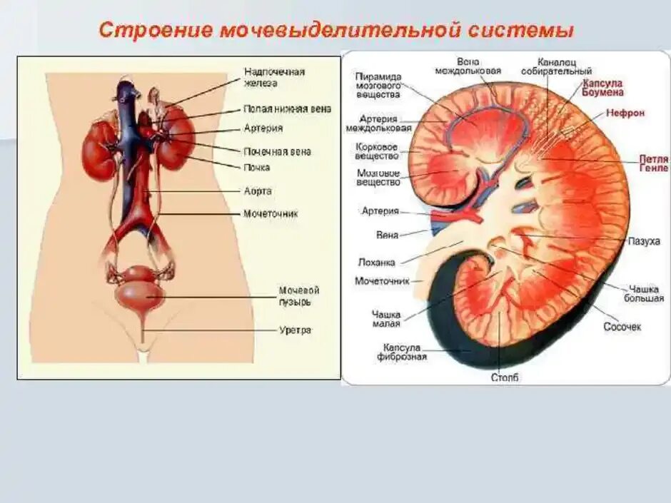 Основной орган мочевыделительной системы человека. Мочевыделительная система строение анатомия. Выделительная система строение почки. Строение и функции органов мочевыделения 8 класс. Строение и функции выделительной системы 8 класс.