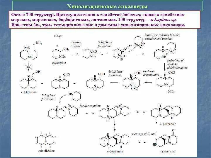 Алкалоиды хинолинового ряда. Экзоциклические алкалоиды. Индольные алкалоиды. Синтезированные алкалоиды. Синтезированные алкалоиды.