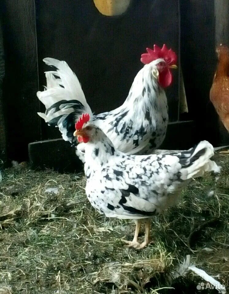 цыплята леггорн далматинец. куры орловские ситцевые. леггорн далматинец куры. леггорн далматинец порода кур. леггорн далматинец порода.