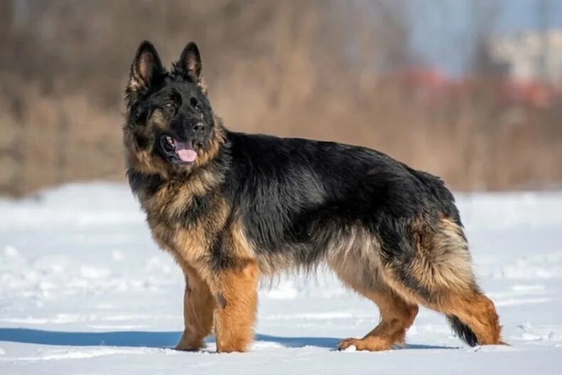 немецкая овчарка коротыш. 5. немецкая овчарка в хорошие руки. новоалтайская немецкая овчарка. длинношёрстная немецкая овчарк.