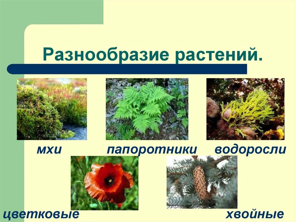 Открытое многообразие. Водоросли мхи папоротники хвойные цветковые. Многообразие растений.