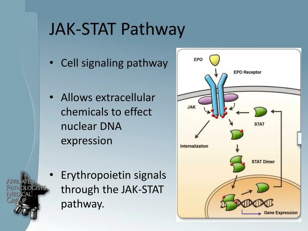 Cell effect. Jak stat Pathway. Jak stat сигнальный путь. Stat signaling. Jak-stat Gene.