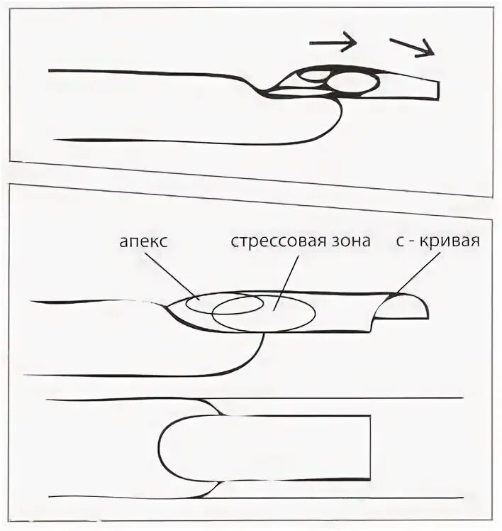 Апекс ногтя схема. Правильное моделирование ногтей гелем схема. Схема опила нарощенных ногтей. Стрессовая зона ногтя. Курс апекса