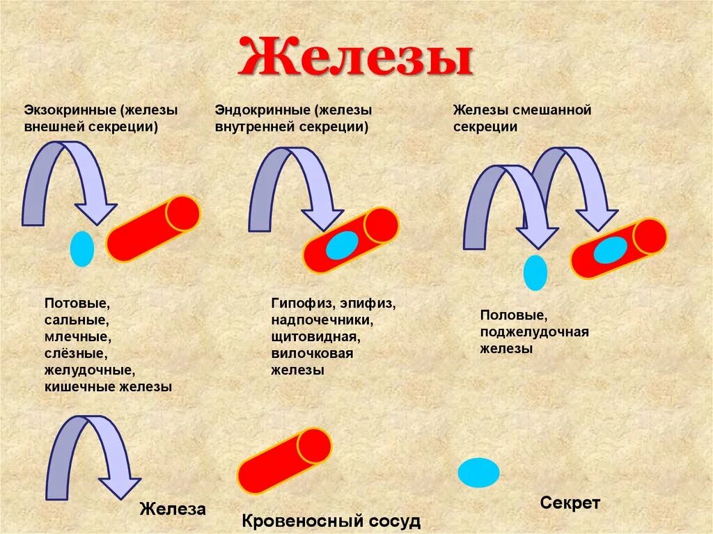 Секрет в биологии. Эндокринные и экзокринные железы. Смешанный Тип секреции. Эндокринные экзокринные смешанные железы. Экзокринные и эндокринные железы таблица.