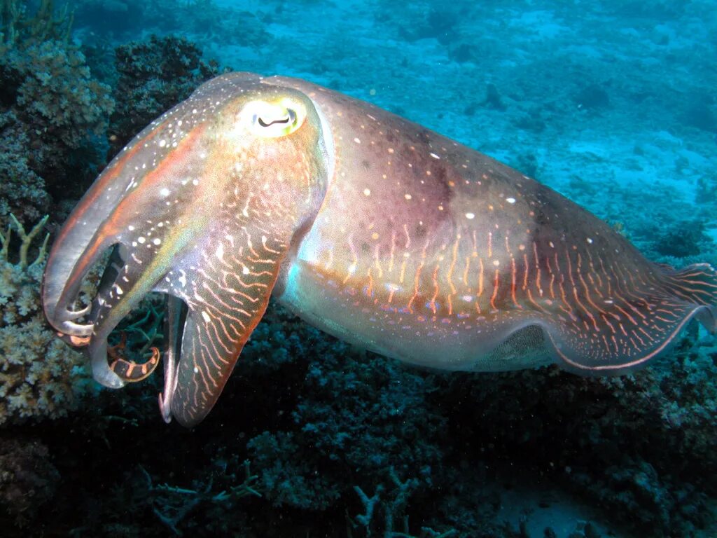 Головоногая рыба. Головоногие моллюски каракатица. Каракатица индийского океана. Фараонова каракатица. Каракатица красное море.