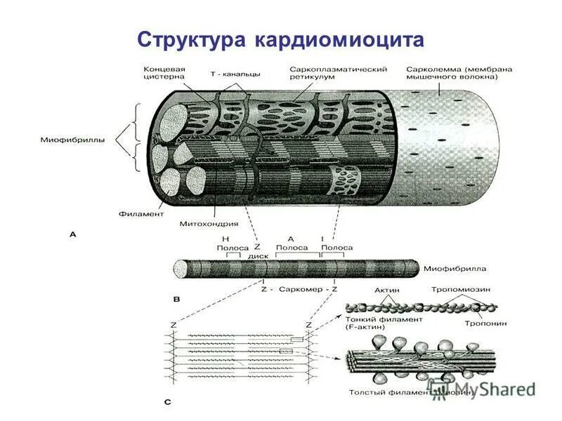 миофибриллы кардиомиоцитов. сокращение миофибрилл. миофибриллы кардиомиоцитов. миофибриллы кардиомиоцитов. строение миофибриллы биохимия.