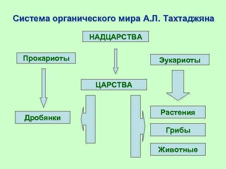 Органический мир нашей планеты подразделяется на. Система оргнаническог Омира.