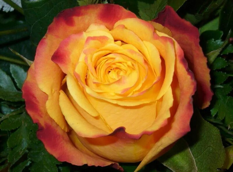 Rose africa. Rose laurens - africa обложка альбома. Africa rose laurens. Rose africa. Rose laurens - africa обложка альбома.