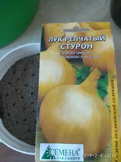 Лук стурон посадка под зиму