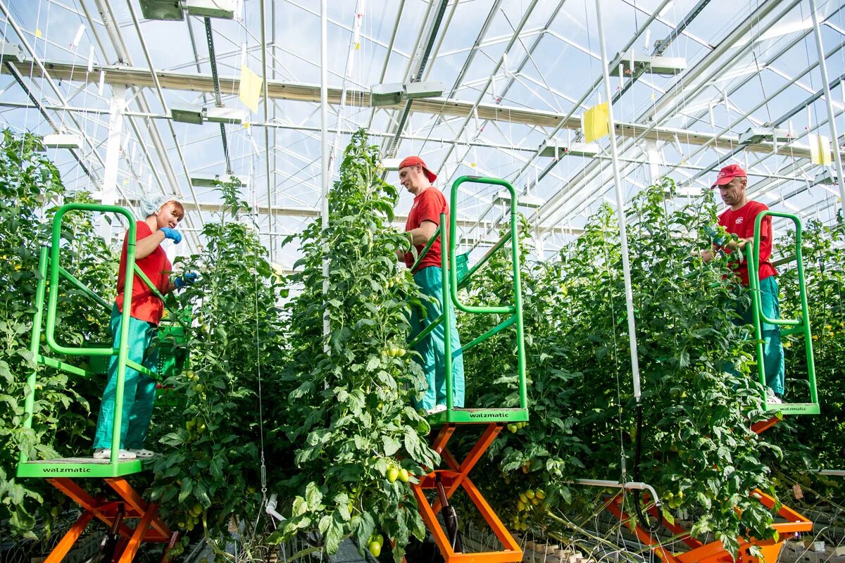 суховский кемерово. овощевод тольятти магазин. схоао овощевод тольятти. схао овощевод тольятти. схоао овощевод тольятти.