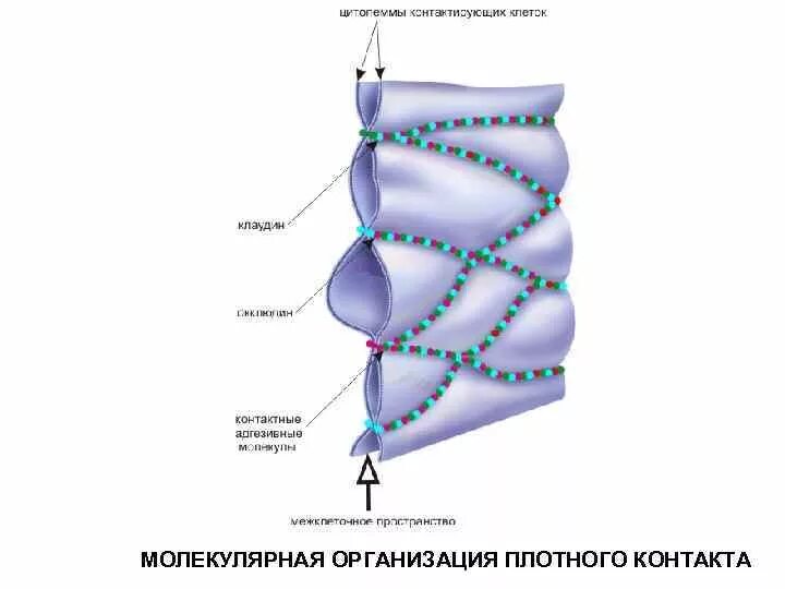 Плотный проведение. Плотный контакт. Строение плотного контакта. Плотный замыкающий контакт. Плотный замыкающий контакт клеток.