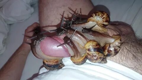 Snail porn