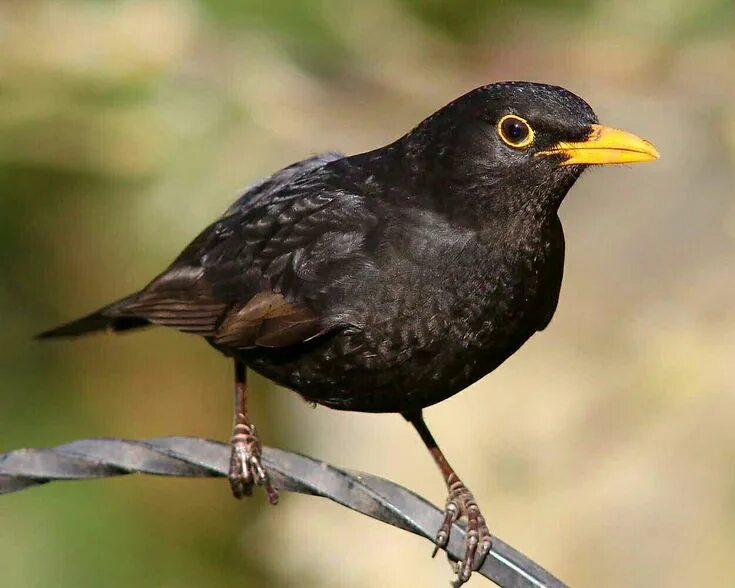 Blackbird bird