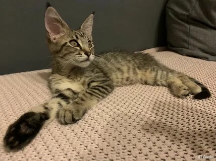 Кот 5 месяцев